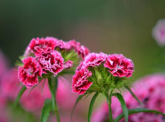 康乃馨可以吃嗎，可以吃/可制作成一道美味佳肴