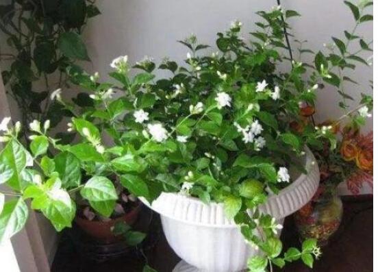 茉莉的修剪方法，教你兩種簡單易學(xué)的操作方法(生長期與休眠期)