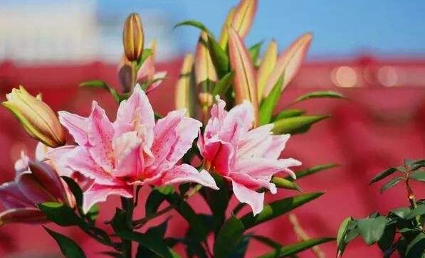 新鮮百合花能吃嗎，有的可以有的則不行