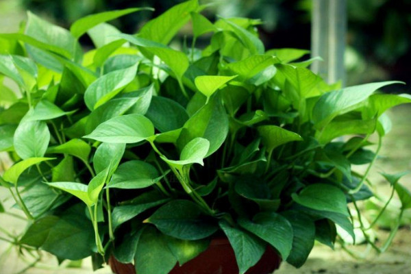 綠蘿冬天怎么澆水，在午間溫暖環(huán)境中灌溉