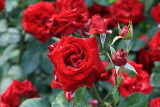 玫瑰花花期有多長時間，玫瑰花不開花怎么辦