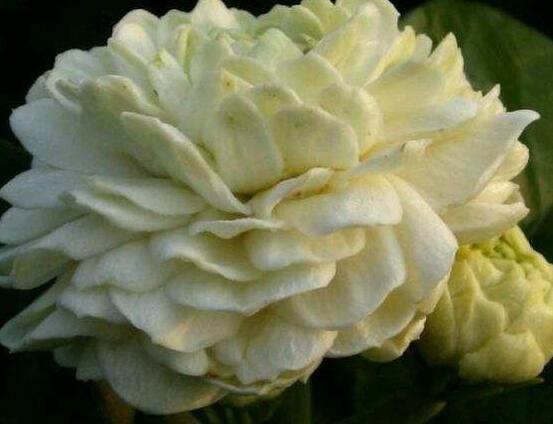 虎頭茉莉怎么修剪，三個簡單方法便可美觀