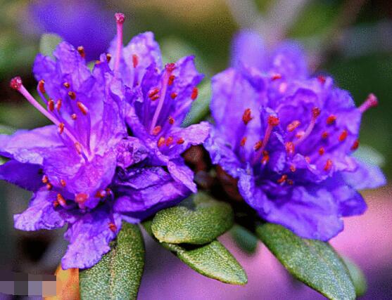 杜鵑花品種大全，杜鵑花十大最美品種