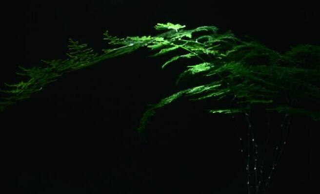 文竹長(zhǎng)得慢怎么辦， 四種問題在作怪