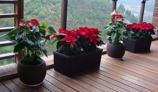 一品紅怎么修剪，一品紅修剪方法