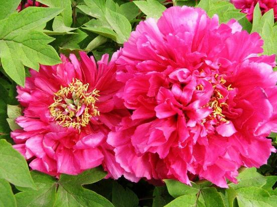 牡丹花有毒嗎，牡丹花可以在室內(nèi)養(yǎng)嗎