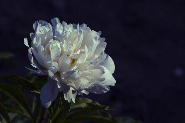 芍藥花的養(yǎng)護(hù)，芍藥養(yǎng)護(hù)技巧介紹