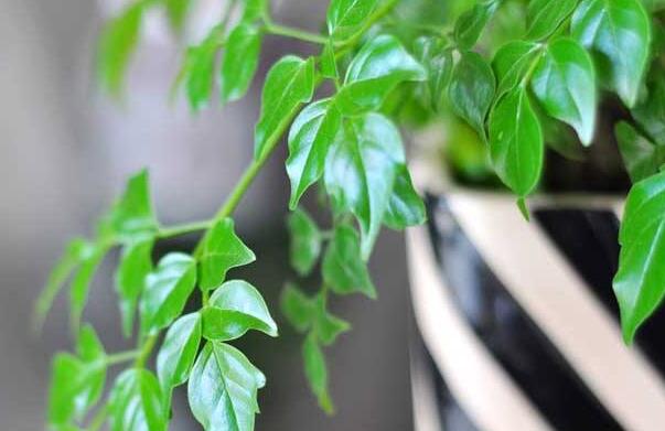 為什么平安樹葉子下垂，澆水過量和酸堿度不平衡造成的