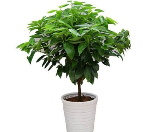 平安樹(shù)擺放什么位置好，平安樹(shù)的擺放禁忌