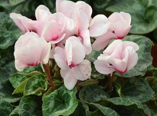 仙客來(lái)不長(zhǎng)葉子怎么辦，仙客來(lái)葉子不茂盛處理方法