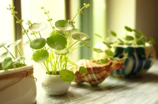 銅錢草泡水喝的作用，利尿排石、抗炎消炎