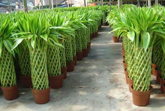 富貴竹可以土養(yǎng)嗎，富貴竹怎么土養(yǎng)