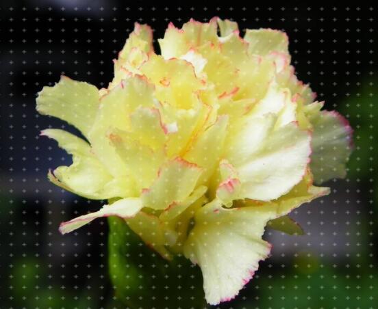 康乃馨送什么人，送母親最為合適(最真摯深愛)