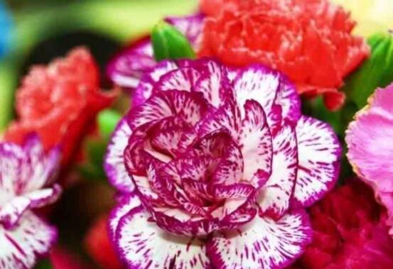 康乃馨種子怎么種植，做好六個(gè)步驟即可快速生根發(fā)芽