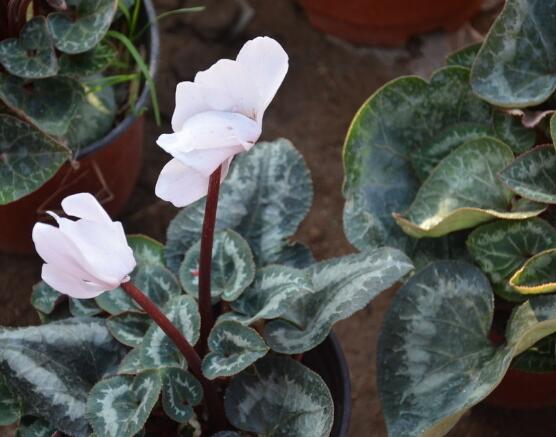 仙客來突然蔫了怎么辦，主要就是光照和澆水不當(dāng)導(dǎo)致