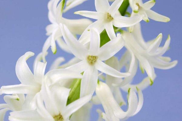 風(fēng)信子什么時候種，十月上旬種植