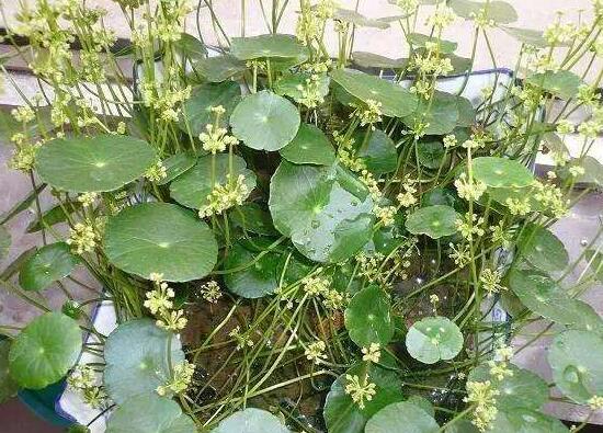 銅錢草什么時(shí)候開花，銅錢草花期多長(zhǎng)時(shí)間（四個(gè)月）