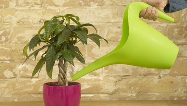 發(fā)財(cái)樹水澆多了怎么辦，適當(dāng)松土并加強(qiáng)通風(fēng)