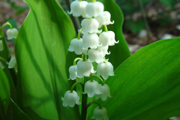鈴蘭怎么繁殖，播種和分株兩種方法