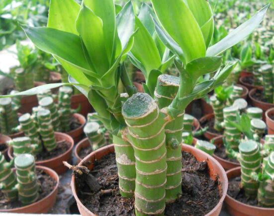 水養(yǎng)富貴竹葉子發(fā)黃怎么辦，四個(gè)原因以及解決辦法