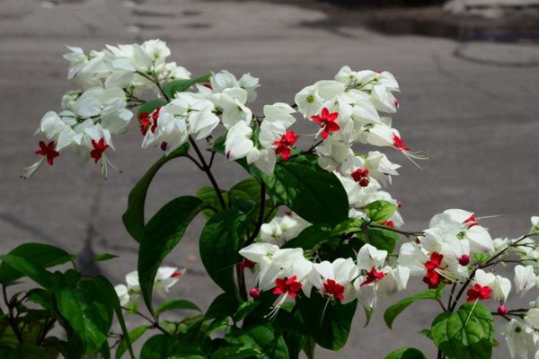 龍吐珠的葉子變黃脫落，4種原因以及相應(yīng)的解決方法