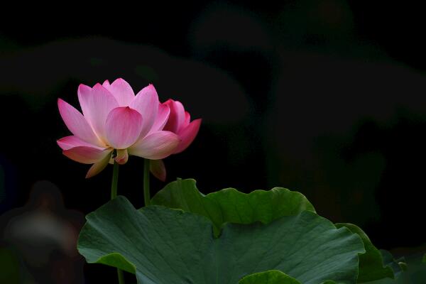 荷花花期怎么養(yǎng)護(hù)，保證光照以及養(yǎng)分充足