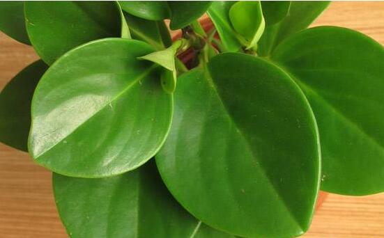 碧玉花葉子發(fā)黑怎么辦，四種原因以及解決辦法