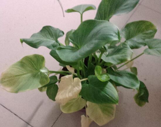 馬蹄蓮葉子發(fā)黃怎么辦，五個(gè)步驟讓它重新恢復(fù)生機(jī)