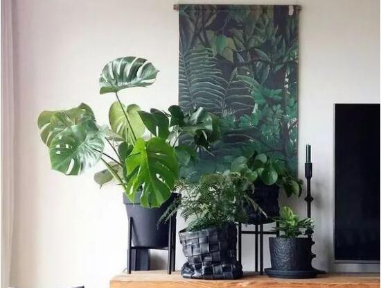 龜背竹吸甲醛嗎，能吸/可除去室內(nèi)90%甲醛