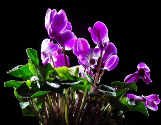 仙客來葉子嚴重發(fā)黃，老農(nóng)總結(jié)最直觀三種解決辦法