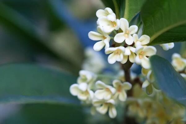 盆栽桂花移栽后管理方法，讓植株盡快適應(yīng)是關(guān)鍵