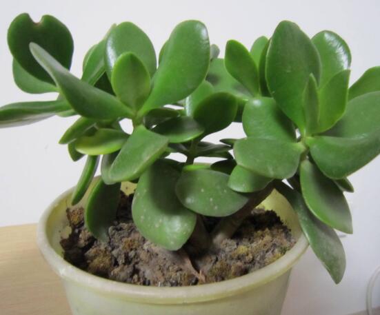 燕子掌換土后要澆水嗎，可根據(jù)具體情況來具體對(duì)待