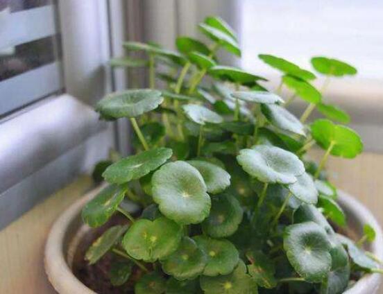 水培銅錢草葉子發(fā)黃怎么辦，四種原因以及解決方法