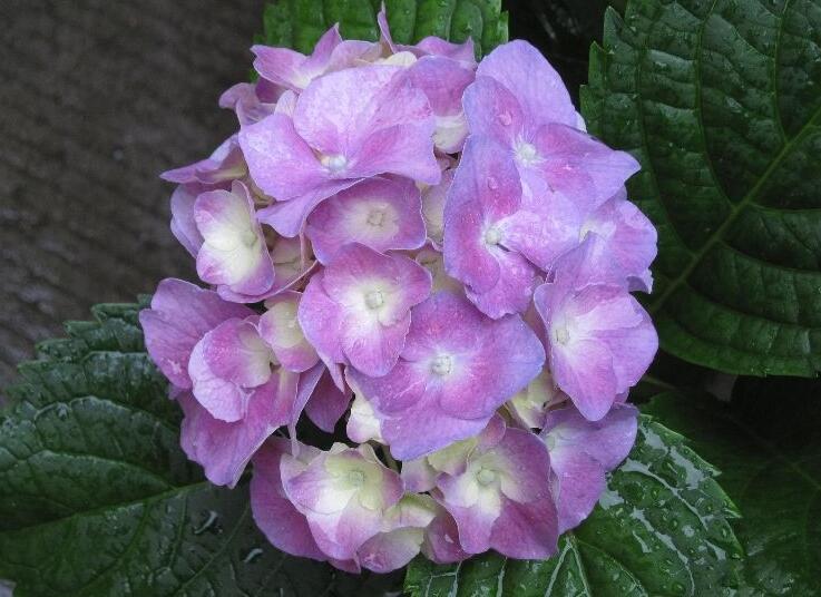 臭繡球花的養(yǎng)殖方法，合適的土壤和溫度很重要