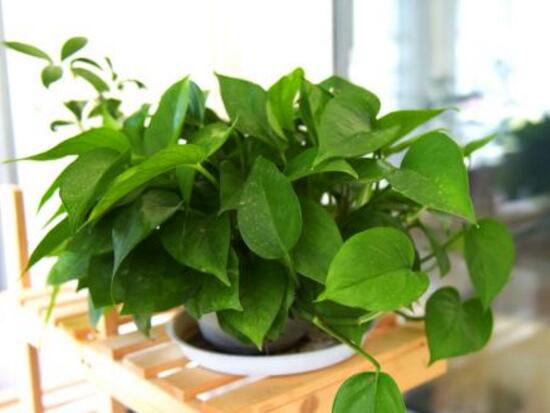 綠蘿的風(fēng)水作用有哪些，綠蘿的功效與作用