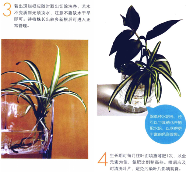 水培吊蘭怎么養(yǎng)才能長得好，這里有方法步驟還有圖解方法