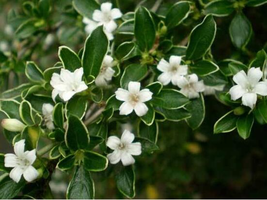 六月雪哪個(gè)品種最貴，屬金邊六月雪當(dāng)之無愧