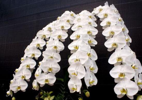 蝴蝶蘭的品種有哪些，蝴蝶蘭品種及圖片大全