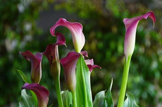 欣賞最好看馬蹄蓮圖片花語，代表著忠貞不渝，永結(jié)同心