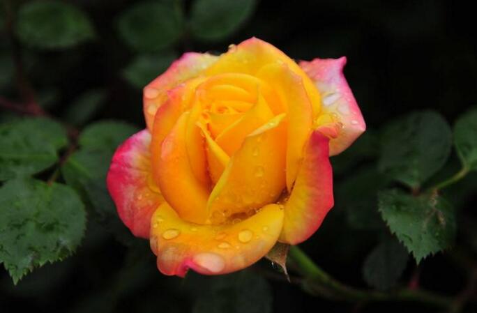 月季什么時(shí)候開花，開花時(shí)要注意四個要點(diǎn)