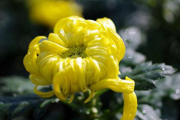 菊花花期需要施肥嗎，適當(dāng)施撒磷鉀肥