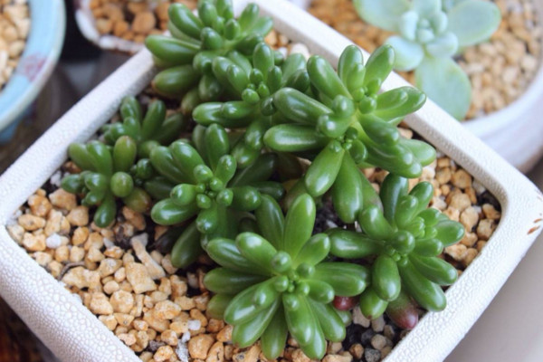 虹之玉和玉米石的區(qū)別，高度、花朵、習性、分布不同