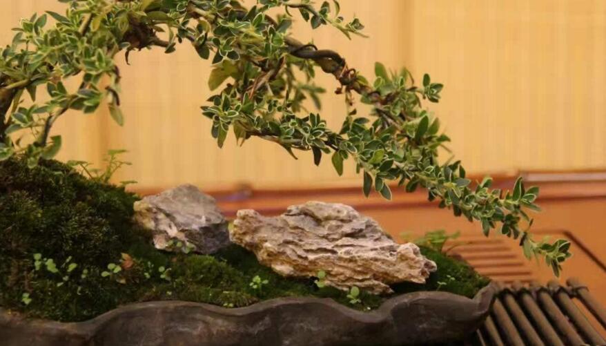 六月雪的養(yǎng)殖方法和注意事項(xiàng)，夏天要注意高溫死苗