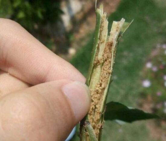 月季花焉了怎么辦，三個妙招讓它重新恢復(fù)生機(jī)