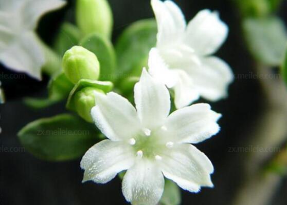 六月雪用什么土栽培好，結(jié)構(gòu)疏松、排水透氣、富含腐殖質(zhì)沙質(zhì)土壤最佳