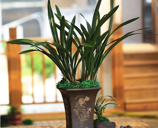 蘭花的品種，細(xì)數(shù)蘭花十大最珍貴的品種