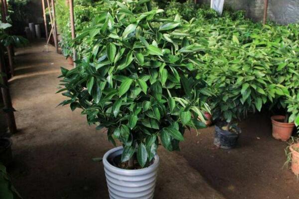 平安樹怎么播種繁殖，以下幾點可以大大增加其成活率