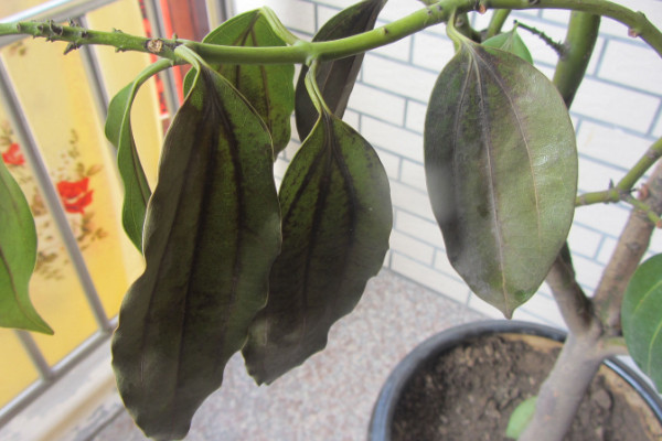 平安樹(shù)葉子尖發(fā)黑干枯