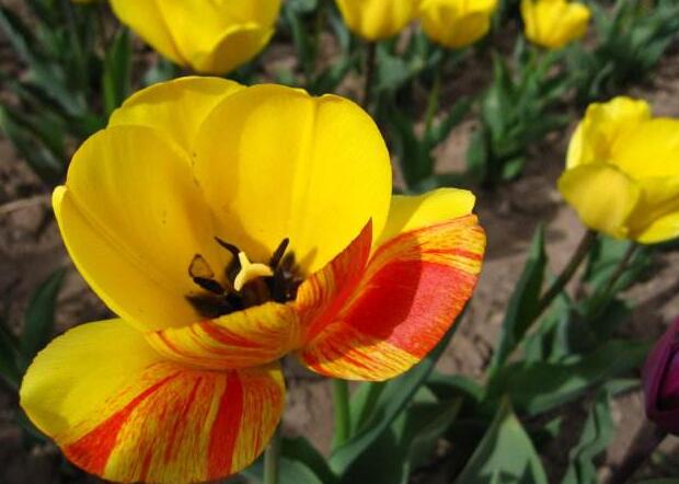 郁金香花語是什么意思，顏色不同含義也就不同