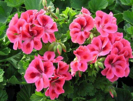 天竺葵品種大全，細(xì)數(shù)天竺葵七大品種